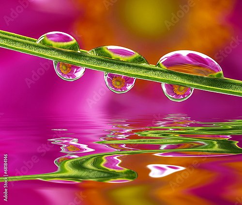 Flower mirroring in rain drops - macro
