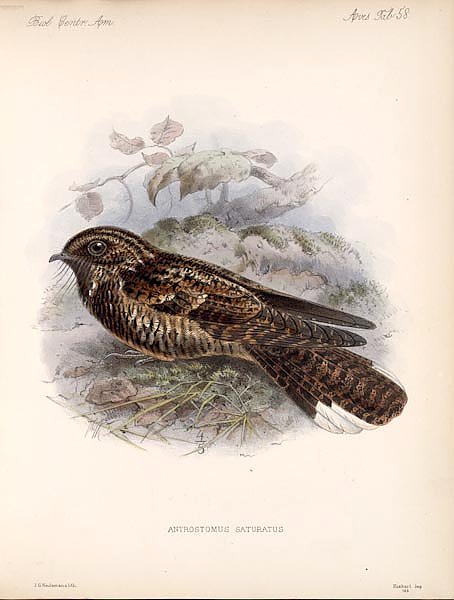 Птицы J. G. Keulemans №61