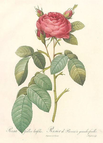 Rosa Gallica Latifolia