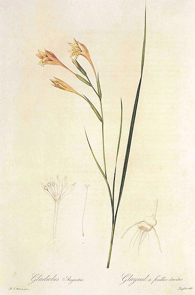 Gladiolus angustus L