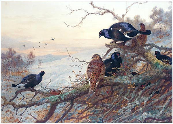 The evening roost, black game