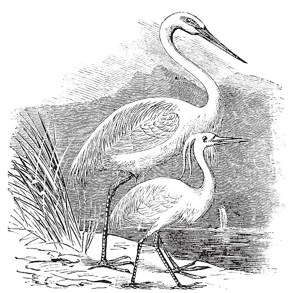 Engraving of a Great Egret (ardea alba) and Little Egret (ardea garzetta)