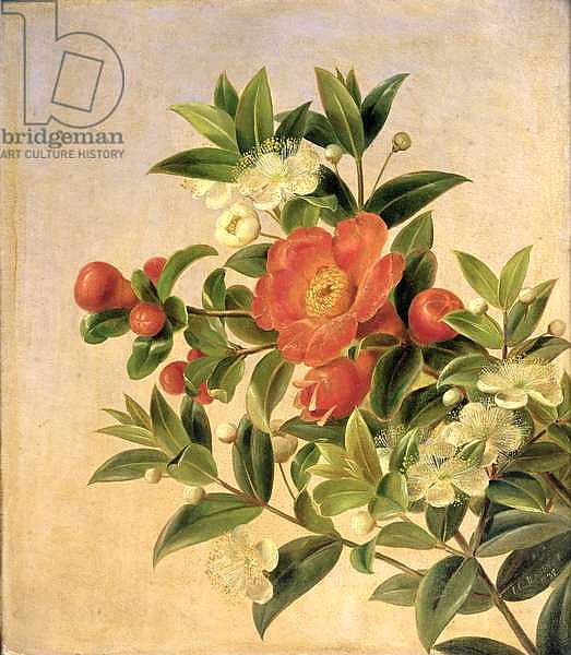 Flowers, 1835