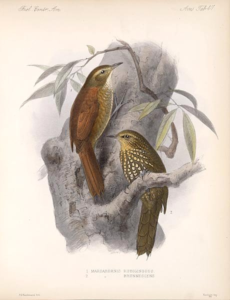 Птицы J. G. Keulemans №49