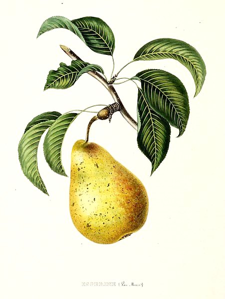 Pears - Esperine