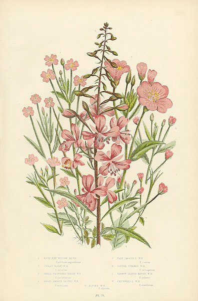 Rose-bay Willow Herb, Great Hairy w.h., Broad Smooth Leaved w.h., Pale Smooth w.h., Square Stalked w