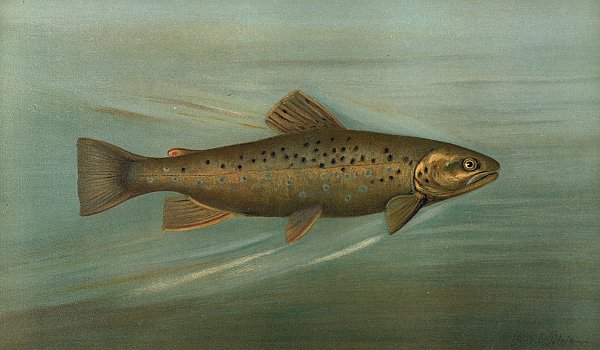 The Brown or German Trout, Salmo fario.