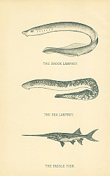 Постер The Brook Lamprey, The Sea Lamprey, The Paddle Fish