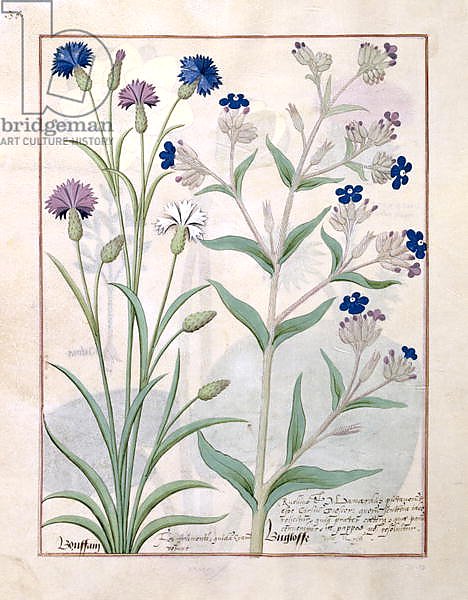Ms Fr. Fv VI #1 fol.129v Illustration from the 'Book of Simple Medicines'