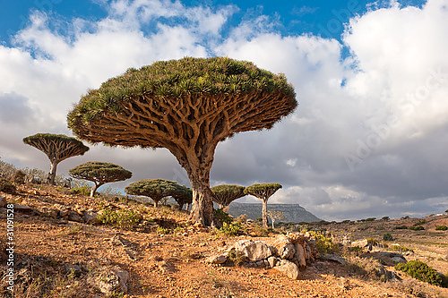 Драконовы деревья, Сокотра, Йемен
