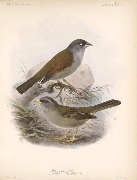 Птицы J. G. Keulemans №28