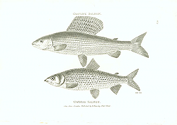 Постер Grayling Salmon, Gwiniad salmon