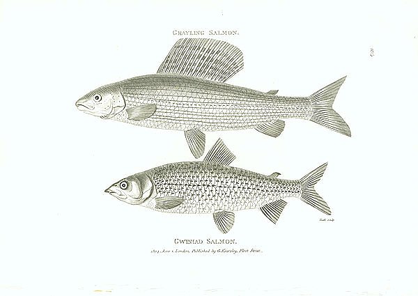 Grayling Salmon, Gwiniad salmon