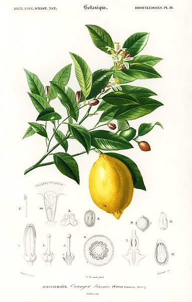 Лимон (Citrus Limonium)
