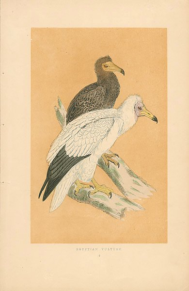 Egyptian Vulture 3