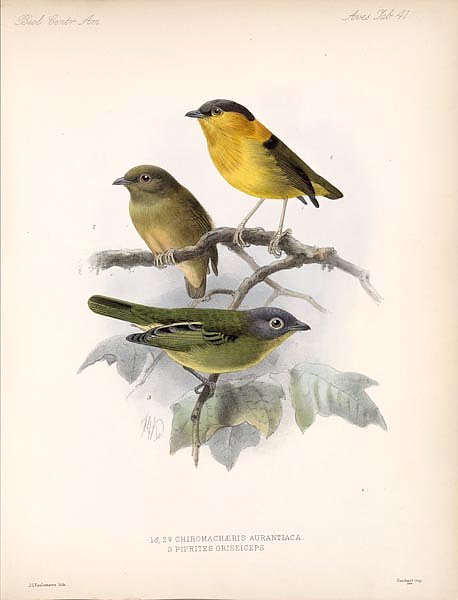 Птицы J. G. Keulemans №43