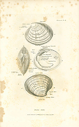Постер Bivalve Shells 1