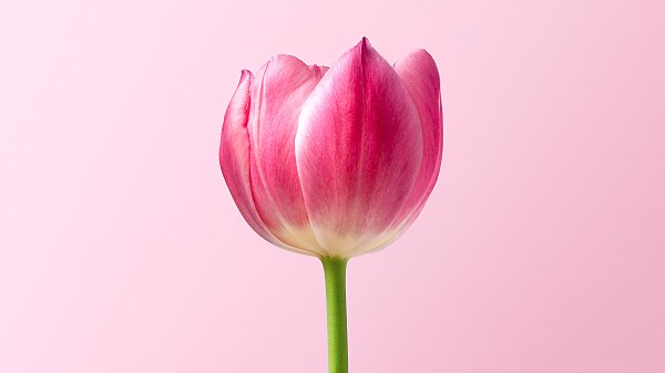 Розовый тюльпан на розовом