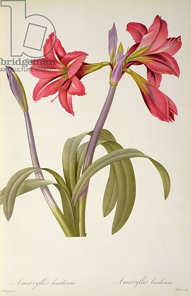 Amaryllis Brasiliensis, from `Les Liliacees' by Pierre Redoute, 8 volumes, published 1805-16,