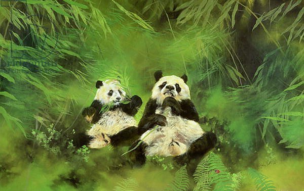 Pandas, 1998