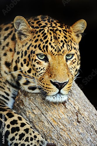 Леопард 7