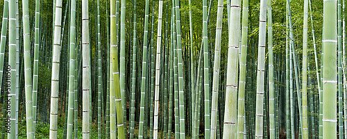 Бамбуковые стволы