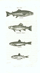 Постер Salmon, Salmon Trout, Trout, Samlet