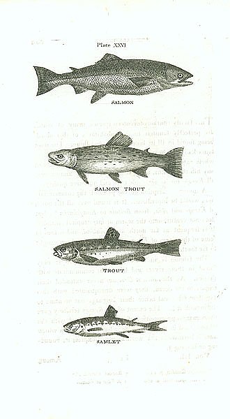 Salmon, Salmon Trout, Trout, Samlet