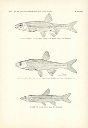 Постер Notropis Fumeus Evermann, Notropis Notemigonoides Evermann, Rhinichthys Dulcis 1