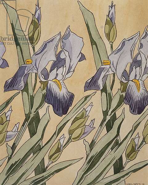 Iris, 1898