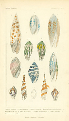Постер Mollusca №5 1