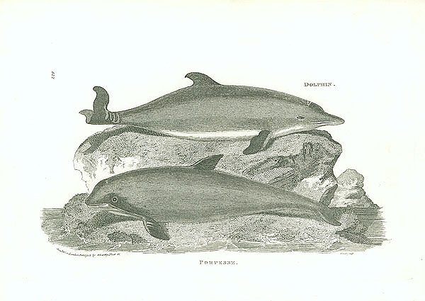 Dolphin, Porpesse 1