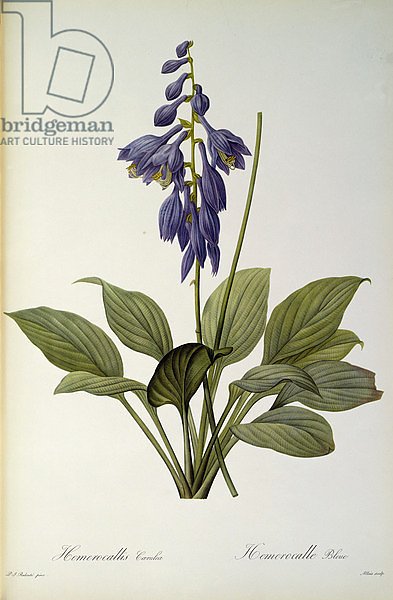 Hemerocallis Caerulea, from `Les Liliacees', 1806