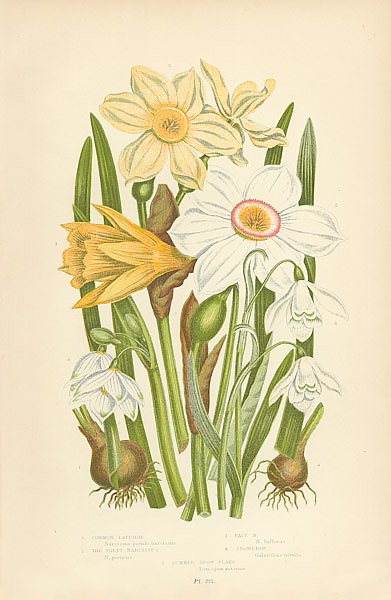 Common Daffodil, The Poets Narcissus, Pale n., Snowdrop, Summer Snow Flake