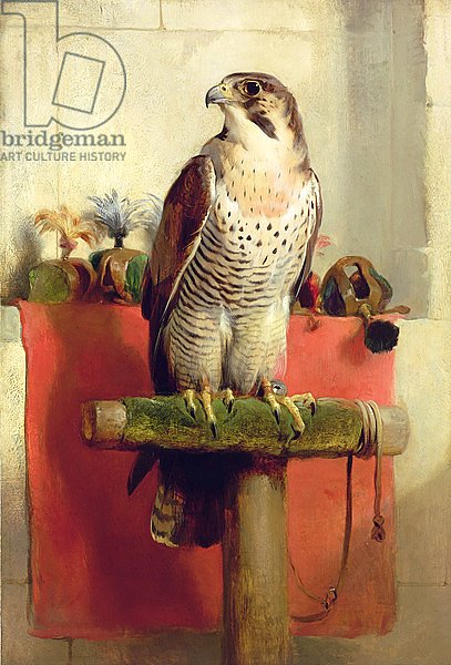 Falcon, 1837
