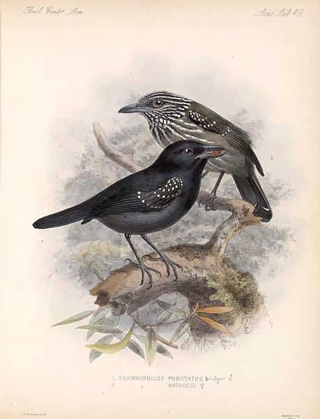 Птицы J. G. Keulemans №51