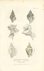 Постер Triton Turbinelloides, Triton elegans, Pyrula Mawae, Strombus deformis, Strombus Campbellii 1