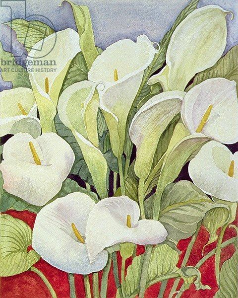 Arum Lillies, 1978