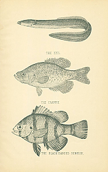 Постер The Eel, The Crappie, The Black-Banded Sunfish