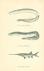 Постер The Brook Lamprey, The Sea Lamprey, The Paddle Fish 1