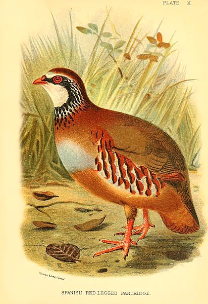Spanish Red-Legged Partridge