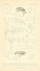 Постер Crustacea №4