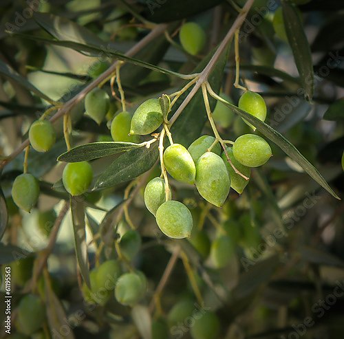 Оливковые деревья. Греция