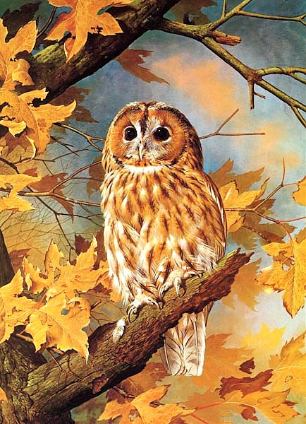 British Birds - Tawny Owl
