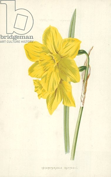 Incomparable Daffodil