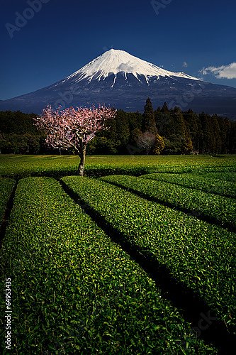 Цветущая слива на чайной плантации на фоне горы Фудзи