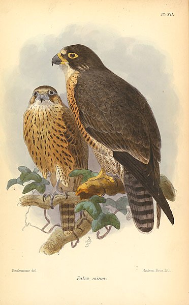 Falco Minor
