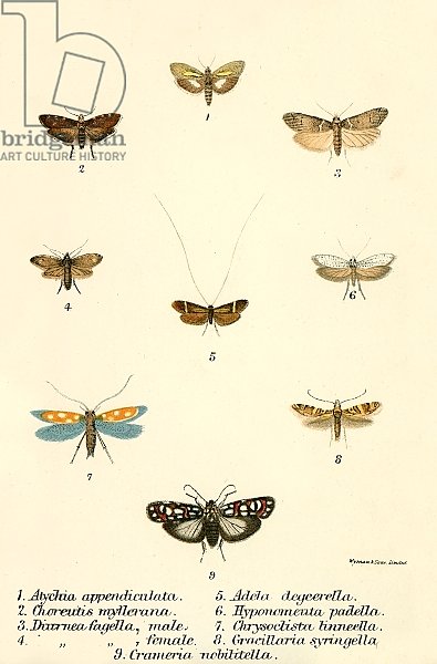 Butterflies 91