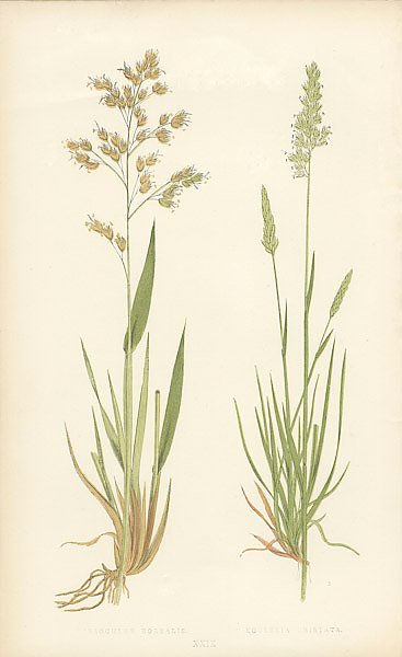 Hierochloe Borealis, Koeleria Cristata