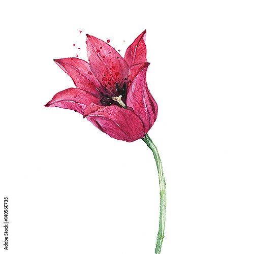 Красный цветок тюльпана на белом фоне